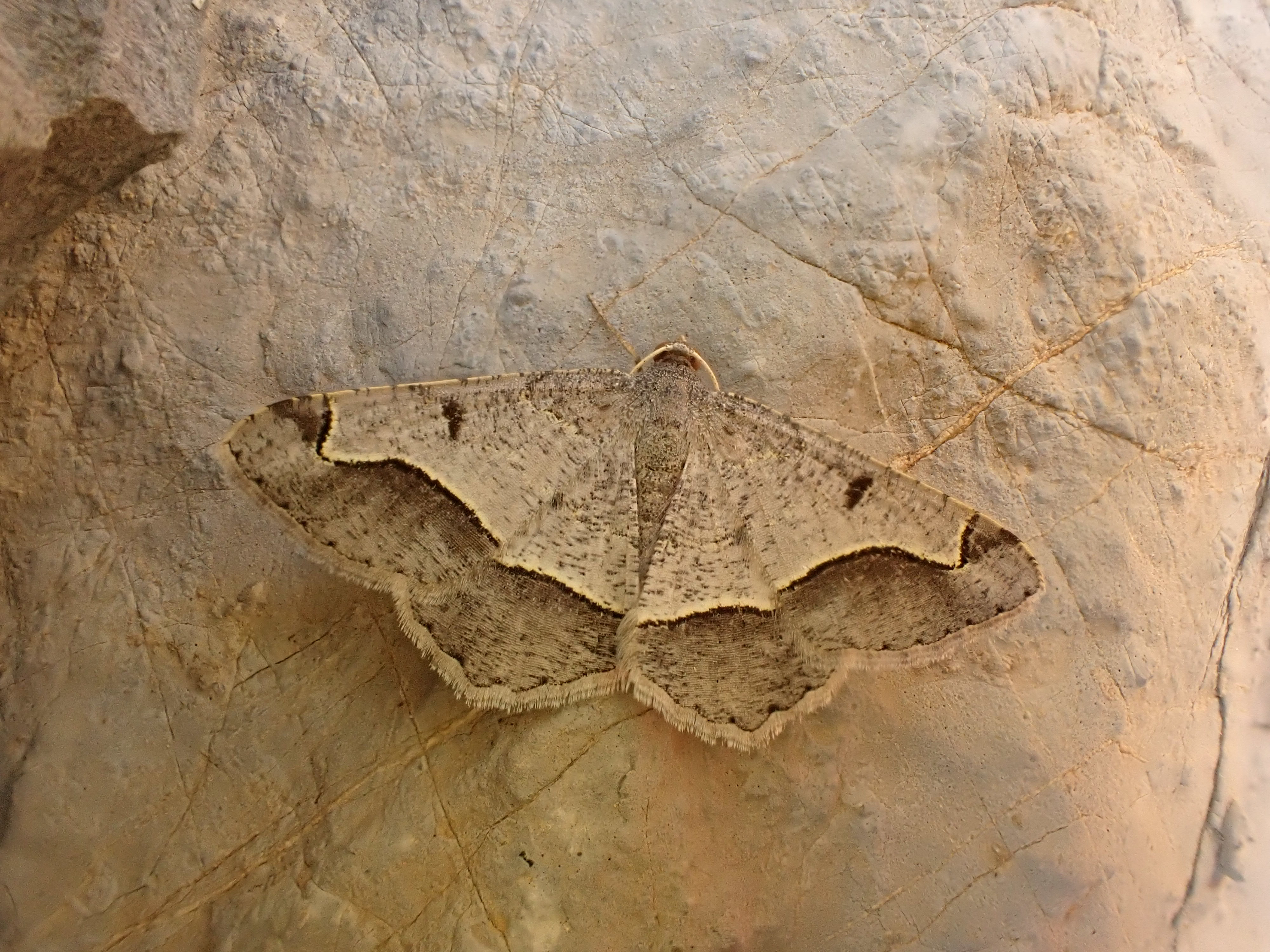 Geometridae sp.
